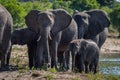 Close-up of elephant family walking towards camera Royalty Free Stock Photo