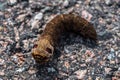 Close up of a elephant hawk moth caterpillar Royalty Free Stock Photo