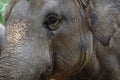 Close up The elephant head is big wildlife animal for texture and pattern skin Royalty Free Stock Photo