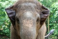 Close up The elephant head is big wildlift animal for texture and pattern skin Royalty Free Stock Photo