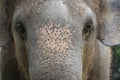 Close up The elephant head is big wildlift animal for texture and pattern skin Royalty Free Stock Photo