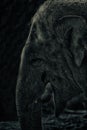 Low Key Detail of an Elephant Royalty Free Stock Photo