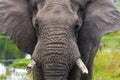 Close up of Elephant Head Broken Tusk and Trunk Royalty Free Stock Photo