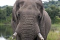 Close up of Elephant Head Broken Tusk and Trunk Royalty Free Stock Photo