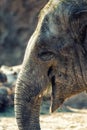 Detail of an Elephant Royalty Free Stock Photo
