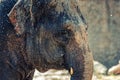 Detail of an Elephant Royalty Free Stock Photo