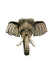 Close-up Elephant Head Model from wooden  isolated Royalty Free Stock Photo