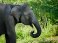 Close-up elephant head shot. Giant Asian elephant resting in the shade Royalty Free Stock Photo