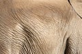 Close up on elephant hide Royalty Free Stock Photo