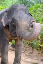 An Elephant With Its Trunk Raised And Its Mouth Open. Khao Lak Province, Thailand
