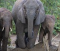 Close up of Elephant,Loxodonta africana, kneeling to drink water Royalty Free Stock Photo