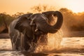 Close Up Elephant Playing With Water In River At Sunset Royalty Free Stock Photo