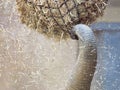 Close-up of an elephant reaching out its trunk to grab a hay bale ensnared in a net