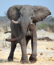 Close up elephant ready to charge