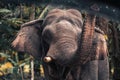 Close-up of the elephant`s face. Detailed texture of the elephant face. Thai elephant portrait Royalty Free Stock Photo