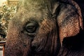 Close-up of the elephant`s face. Detailed texture of the elephant face. Thai elephant portrait Royalty Free Stock Photo