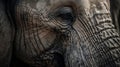 Close-up of elephant\'s rough skin