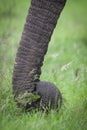 Close up on elephant`s trunk holding bunch of green grass in Kruger Park South Africa