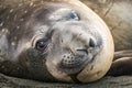 Close-up of elephant seal lying on beach Royalty Free Stock Photo