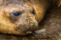 Close-up of elephant seal on muddy beach Royalty Free Stock Photo