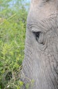 Close up of elephant showing eye Royalty Free Stock Photo