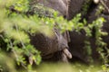 Close up of Elephant South Africa Royalty Free Stock Photo