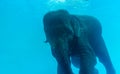 Close up Elephant swimming in glass pool