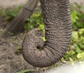 Close up of elephant trunk