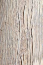 Elephant Ivory - Close-up of an Elephant Tusk