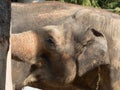 Close-up of an elephant in the zoo. Very happy face. Royalty Free Stock Photo