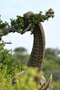 Close up of Elephants in the Addo Elephants National Park, South Africa.