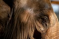 Close up of an elephants face Royalty Free Stock Photo