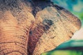 Close up of an elephants face