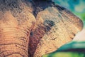 Close up of an elephants face Royalty Free Stock Photo