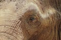 Close up of an elephants face Royalty Free Stock Photo