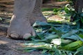 Close up of elephants foot in zoo