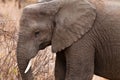 Close up of an elephants head