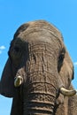 Close up of an elephants head