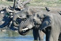 Close up of elephants in waterhole,