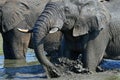 Close up of elephants in waterhole,