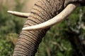 Close up of an Elephants tusks