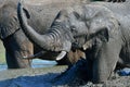 Close up of elephants in waterhole,