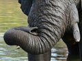 Close up of elephants in waterhole,