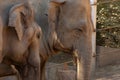 Close up of an elephants in zoo. The faces of a noble animal Royalty Free Stock Photo