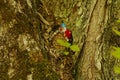 Close up of elf/gnome house in tree trunk in wild moss and bark.