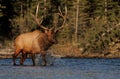 Close up of Elk in Banff National Park in the Fall Royalty Free Stock Photo