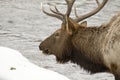 Close up of Elk on river in Yellowstone National Park Royalty Free Stock Photo