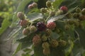 close-up: elmleaf blackberry with brown marmorated stink bugs on it Royalty Free Stock Photo