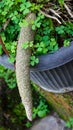 Close up of elongated bonsai fruit Royalty Free Stock Photo