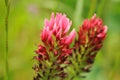 Close-up of elongated inflorescence of crimson clover